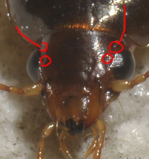 Harpalus immaturo? no, Amara (Celia) sp.